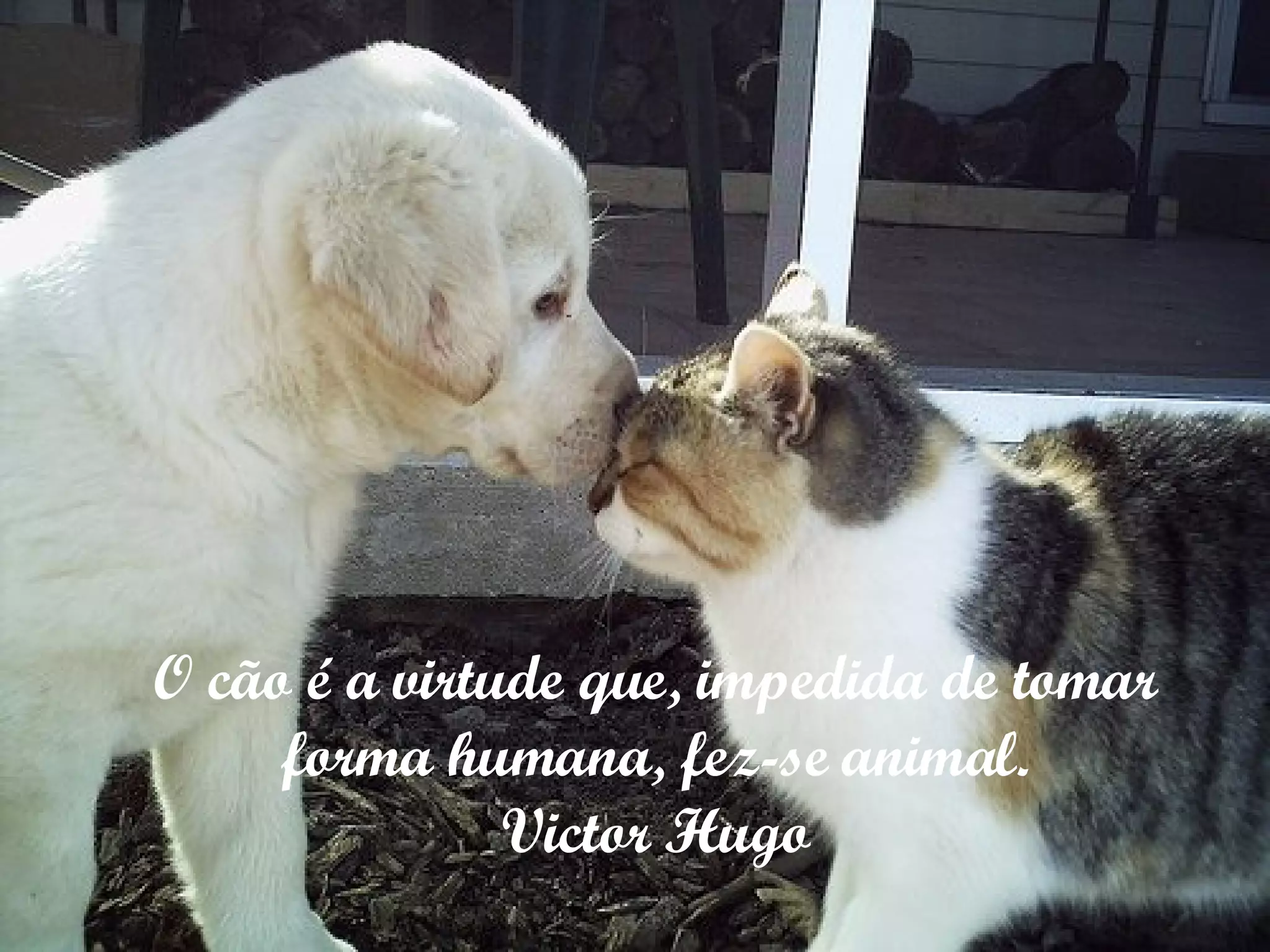 O cão é a virtude que, impedida de tomar forma humana, fez-se animal. Victor Hugo 