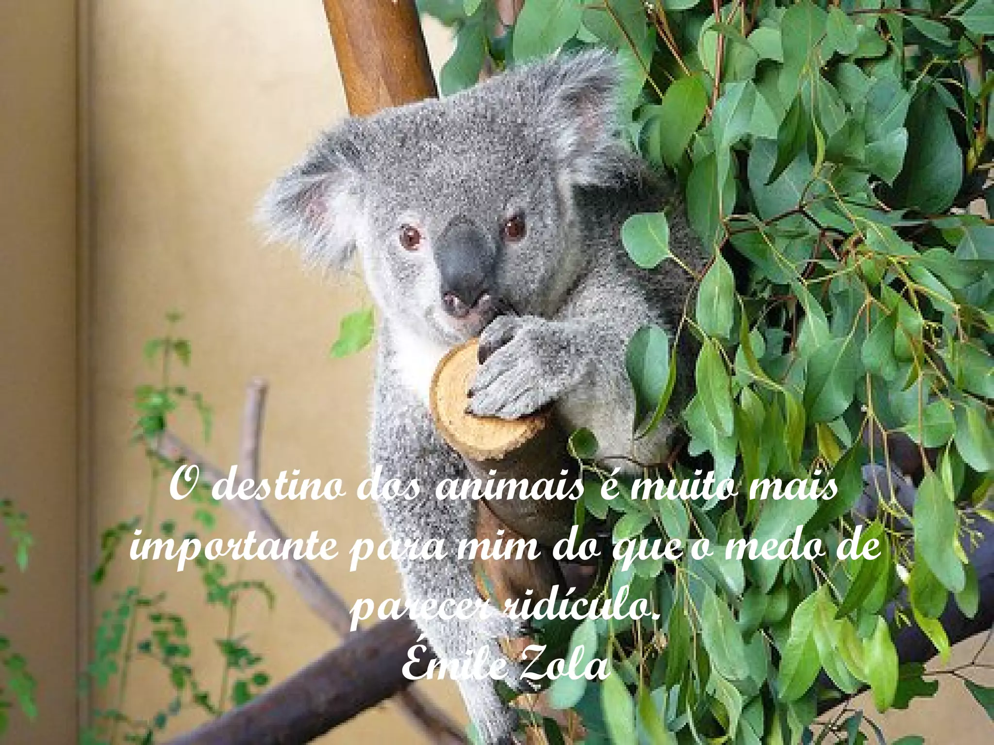 O destino dos animais é muito mais importante para mim do que o medo de parecer ridículo. Émile Zola 