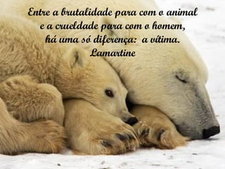 Entre a brutalidade para com o animal e a crueldade para com o homem, há uma só diferença:  a vítima. Lamartine 