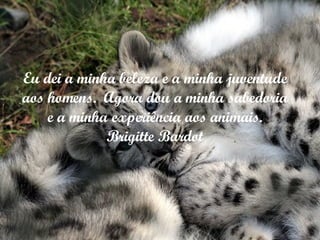 Eu dei a minha beleza e a minha juventude aos homens.  Agora dou a minha sabedoria e a minha experiência aos animais. Brigitte Bardot 