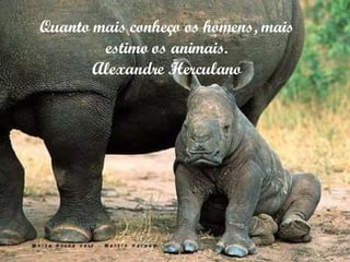 Quanto mais conheço os homens, mais estimo os animais. Alexandre Herculano 