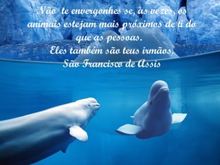Não  te envergonhes se, às vezes, os animais estejam mais próximos de ti do que as pessoas.  Eles também são teus irmãos. São Francisco de Assis 