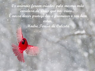 Os animais foram criados pela mesma mão caridosa de Deus que nos criou...  É nosso dever protegê-los e promover o seu bem estar. Madre Teresa de Calcutá 