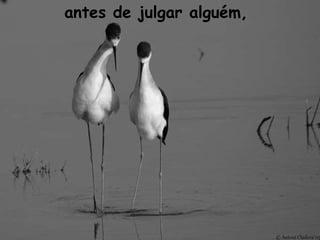 antes de julgar alguém, 