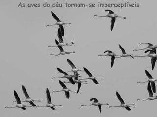 As aves do céu tornam-se imperceptíveis 