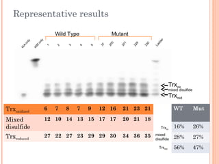 Representative results
IAA
only
1
2
3
4
5
37
200
201
229
230
Ladder
Wild Type Mutant
Trxoxidized
6 7 8 7 9 12 16 21 23 21
Mixed
disulfide
12 10 14 13 15 17 17 20 21 18
Trxreduced
27 22 27 23 29 29 30 34 36 35
Mut
26%
27%
47%
mixed disulfide
Trxred
Trxox
Trxox
mixed
disulfide
Trxred
IAM
only
WT
16%
28%
56%
 