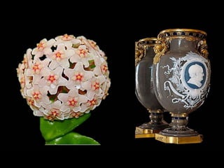 Porcelane c.f am    okk