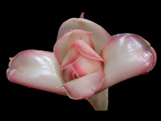 Porcelane c.f am    okk