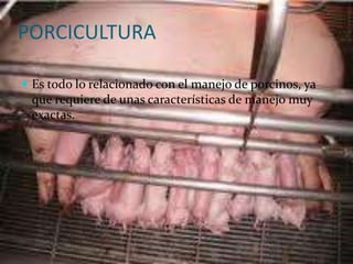 PORCICULTURA

 Es todo lo relacionado con el manejo de porcinos, ya
 que requiere de unas características de manejo muy
 exactas.
 