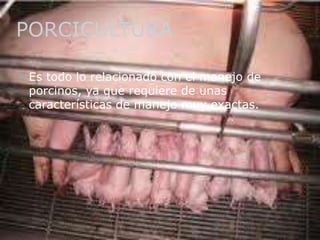PORCICULTURA
 Es todo lo relacionado con el manejo de
porcinos, ya que requiere de unas
características de manejo muy exactas.
 