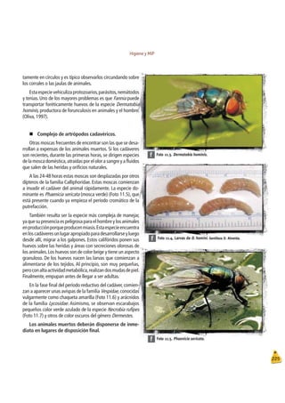 Higiene y MIP
225
Foto 11.5. .
Phaenicia sericata
f
Foto 11.4. Larvas de D. homini. Gentileza D. Almeida.
f
Foto 11.3. .
Dermatobia hominis
f
tamente en círculos y es típico observarlos circundando sobre
los corrales o las jaulas de animales.
Estaespecievehiculizaprotozoarios,parásitos,nemátodos
y tenias. Uno de los mayores problemas es que Fannia puede
transportar foréticamente huevos de la especie Dermatobia
hominis, productora de forunculosis en animales y el hombre.
(Oliva, 1997).
„Complejo de artrópodos cadavéricos.
Otras moscas frecuentes de encontrar son las que se desa-
rrollan a expensas de los animales muertos. Si los cadáveres
son recientes, durante las primeras horas, se dirigen especies
de la mosca doméstica,atraídas por el olor a sangre y a ﬂuidos
que salen de las heridas y oriﬁcios naturales.
A las 24-48 horas estas moscas son desplazadas por otros
dípteros de la familia Calliphoridae. Estas moscas comienzan
a invadir el cadáver del animal rápidamente. La especie do-
minante es Phaenicia sericata (mosca verde) (Foto 11.5), que
está presente cuando ya empieza el período cromático de la
putrefacción.
También resulta ser la especie más compleja de manejar,
ya que su presencia es peligrosa para el hombre y los animales
enproducciónporqueproducenmiasis.Estaespecieencuentra
enloscadáveresunlugarapropiadoparadesarrollarseyluego
desde allí, migrar a los galpones. Estos califóridos ponen sus
huevos sobre las heridas y áreas con secreciones olorosas de
los animales.Los huevos son de color beige y tiene un aspecto
granuloso. De los huevos nacen las larvas que comienzan a
alimentarse de los tejidos. Al principio, son muy pequeñas,
peroconaltaactividadmetabólica,realizandosmudasdepiel.
Finalmente, empupan antes de llegar a ser adultas.
En la fase ﬁnal del período reductivo del cadáver, comien-
zan a aparecer unas avispas de la familia Vespidae,conocidas
vulgarmente como chaqueta amarilla (Foto 11.6) y arácnidos
de la familia Lycosidae. Asimismo, se observan escarabajos
pequeños color verde azulado de la especie Necrobia ruﬁpes
(Foto 11.7) y otros de color oscuros del género Dermestes.
Los animales muertos deberán disponerse de inme-
diato en lugares de disposición ﬁnal.
 