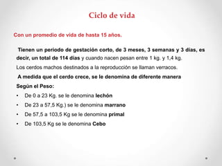 Con un promedio de vida de hasta 15 años.
Tienen un periodo de gestación corto, de 3 meses, 3 semanas y 3 días, es
decir, un total de 114 días y cuando nacen pesan entre 1 kg. y 1,4 kg.
Los cerdos machos destinados a la reproducción se llaman verracos.
A medida que el cerdo crece, se le denomina de diferente manera
Según el Peso:
• De 0 a 23 Kg. se le denomina lechón
• De 23 a 57,5 Kg.) se le denomina marrano
• De 57,5 a 103,5 Kg se le denomina primal
• De 103,5 Kg se le denomina Cebo
Ciclo de vida
 
