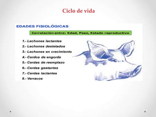 Ciclo de vida
 