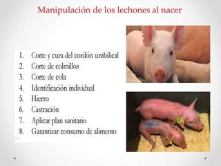 Manipulación de los lechones al nacer
 