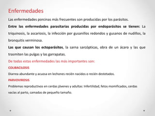 Enfermedades
Las enfermedades porcinas más frecuentes son producidas por los parásitos.
Entre las enfermedades parasitarias producidas por endoparásitos se tienen: La
triquinosis, la ascariosis, la infección por gusanillos redondos y gusanos de nudillos, la
bronquitis verminosa.
Las que causan los ectoparásitos, la sarna sarcópticas, obra de un ácaro y las que
trasmiten las pulgas y las garrapatas.
De todas estas enfermedades las más importantes son:
COLIBACILOSIS
Diarrea abundante y acuosa en lechones recién nacidos o recién destetados.
PARVOVIROSIS
Problemas reproductivos en cerdas jóvenes y adultas: Infertilidad, fetos momificados, cerdas
vacías al parto, camadas de pequeño tamaño.
 