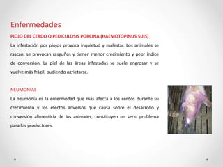 Enfermedades
PIOJO DEL CERDO O PEDICULOSIS PORCINA (HAEMOTOPINUS SUIS)
La infestación por piojos provoca inquietud y malestar. Los animales se
rascan, se provocan rasguños y tienen menor crecimiento y peor índice
de conversión. La piel de las áreas infestadas se suele engrosar y se
vuelve más frágil, pudiendo agrietarse.
NEUMONÍAS
La neumonía es la enfermedad que más afecta a los cerdos durante su
crecimiento y los efectos adversos que causa sobre el desarrollo y
conversión alimenticia de los animales, constituyen un serio problema
para los productores.
 