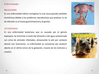 Enfermedades
BRUCELOSIS
Es una enfermedad infecto contagiosa la cual causa grandes pérdidas
económicas debido a los problemas reproductivos que produce, la vía
de infección es el tracto gastrointestinal y el genital.
LEPTOSPIROSIS
Es una enfermedad bacteriana que es causada por el género
leptospira. Se transmite a través del alimento o del agua contaminada
con orina de animales infectados, atravesando la piel por contacto
directo con reservorios. La enfermedad se caracteriza por producir
aborto en el último tercio de la gestación, muerte de los lechones y
mastitis.
 