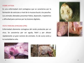 FIEBRE AFTOSA
Es una enfermedad viral contagiosa que se caracteriza por la
formación de vesículas a nivel de la mucosa bucal y las pezuñas.
Los animales afectados presentan fiebre, depresión, inapetencia
y dificultad para caminar por las lesiones digitales.
PESTE PORCINA AFRICANA (PPA)
Enfermedad altamente contagiosa del cerdo producida por un
virus. Se caracteriza por ser aguda, febril y por afectar
rápidamente un gran número de animales. Es de curso corto y
la mortalidad es alta.
 