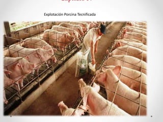 Capitulo IV
Explotación Porcina Tecnificada
 