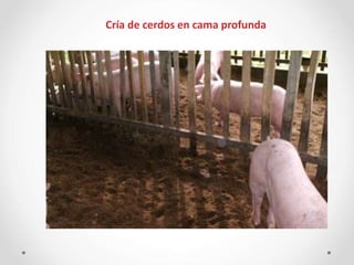 Cría de cerdos en cama profunda
 