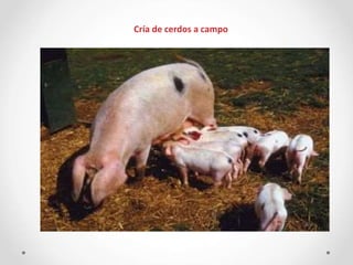 Cría de cerdos a campo
 
