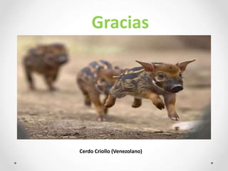 Cerdo Criollo (Venezolano)
Gracias
 