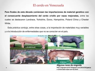 Para finales de esta década comienzan las importaciones de material genético con
el consecuente desplazamiento del cerdo criollo por razas mejoradas, entre las
cuales se destacaron Landrace, Yorkshire, Duroc, Hampshire, Poland China y Chester
White.
Esta práctica condujo, entre otras cosas, a la importación de materiales muy variables
y a la introducción de enfermedades que no se conocían en el país.
Algunas razas de engorde
http://agropecuaria7.blogspot.com/2014/03/granja
s-comerciales-estas-son-las.html
El cerdo en Venezuela
 