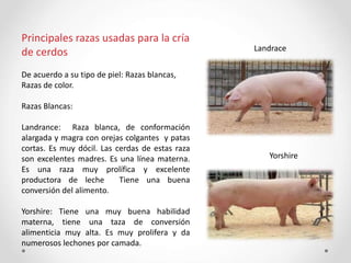 Principales razas usadas para la cría
de cerdos
De acuerdo a su tipo de piel: Razas blancas,
Razas de color.
Razas Blancas:
Landrance: Raza blanca, de conformación
alargada y magra con orejas colgantes y patas
cortas. Es muy dócil. Las cerdas de estas raza
son excelentes madres. Es una línea materna.
Es una raza muy prolífica y excelente
productora de leche Tiene una buena
conversión del alimento.
Yorshire: Tiene una muy buena habilidad
materna, tiene una taza de conversión
alimenticia muy alta. Es muy prolifera y da
numerosos lechones por camada.
Landrace
Yorshire
 