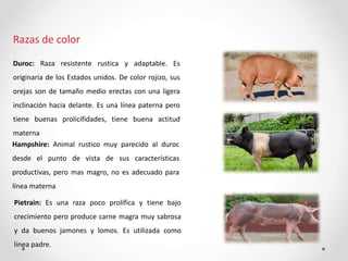 Razas de color
Duroc: Raza resistente rustica y adaptable. Es
originaria de los Estados unidos. De color rojizo, sus
orejas son de tamaño medio erectas con una ligera
inclinación hacia delante. Es una línea paterna pero
tiene buenas prolicifidades, tiene buena actitud
materna
Hampshire: Animal rustico muy parecido al duroc
desde el punto de vista de sus características
productivas, pero mas magro, no es adecuado para
línea materna
Pietrain: Es una raza poco prolífica y tiene bajo
crecimiento pero produce carne magra muy sabrosa
y da buenos jamones y lomos. Es utilizada como
línea padre.
 