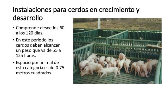 Porcinocultura Instalaciones Y Sistemas De Produccion