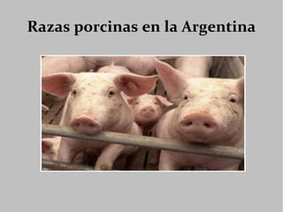 Razas porcinas en la Argentina 