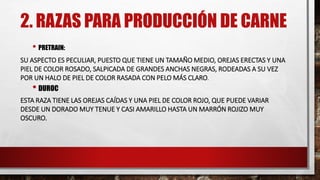 2. RAZAS PARA PRODUCCIÓN DE CARNE
• PRETRAIN:
SU ASPECTO ES PECULIAR, PUESTO QUE TIENE UN TAMAÑO MEDIO, OREJAS ERECTAS Y UNA
PIEL DE COLOR ROSADO, SALPICADA DE GRANDES ANCHAS NEGRAS, RODEADAS A SU VEZ
POR UN HALO DE PIEL DE COLOR RASADA CON PELO MÁS CLARO.
• DUROC
ESTA RAZA TIENE LAS OREJAS CAÍDAS Y UNA PIEL DE COLOR ROJO, QUE PUEDE VARIAR
DESDE UN DORADO MUY TENUE Y CASI AMARILLO HASTA UN MARRÓN ROJIZO MUY
OSCURO.
 