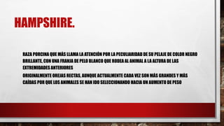 HAMPSHIRE.
RAZA PORCINA QUE MÁS LLAMA LA ATENCIÓN POR LA PECULIARIDAD DE SU PELAJE DE COLOR NEGRO
BRILLANTE, CON UNA FRANJA DE PELO BLANCO QUE RODEA AL ANIMAL A LA ALTURA DE LAS
EXTREMIDADES ANTERIORES
ORIGINALMENTE OREJAS RECTAS, AUNQUE ACTUALMENTE CADA VEZ SON MÁS GRANDES Y MÁS
CAÍDAS POR QUE LOS ANIMALES SE HAN IDO SELECCIONANDO HACIA UN AUMENTO DE PESO
 