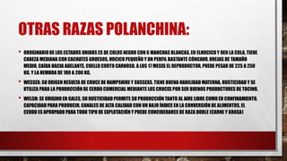 OTRAS RAZAS POLANCHINA:
• OROGINARIO DE LOS ESTADOS UNIDOS ES DE COLOS NEGRO CON 6 MANCHAS BLANCAS, EN ELHOCICO Y OEN LA COLA, TIENE
CABEZA MEDIANA CON CACHATES GRUESOS, HOCICO PEQUEÑO Y UN PERFIL BASTANTE CÓNCAVO, OREJAS DE TAMAÑO
MEDIO, CAÍDA HACIA ADELANTE, CUELLO CORTO CARNOSO. A LOS 17 MESES EL REPRODUCTOR, PUEDE PESAR DE 225 A 250
KG. Y LA HEMBRA DE 180 A 200 KG.
• WESSEX: SU ORIGEN RESULTA DE CRUCE DE HAMPSHIRE Y SUSSEXS, TIENE BUENA HABILIDAD MATERNA, RUSTICIDAD Y SE
UTILIZA PARA LA PRODUCCIÓN DE CERDO COMERCIAL MEDIANTE LOS CRUCES POR SER BUENOS PRODUCTORES DE TOCINO.
• WELSH: SE ORIGINO EN GALES, SU RUSTICIDAD PERMITE SU PRODUCCIÓN TANTO AL AIRE LIBRE COMO EN CONFINAMIENTO,
CAPACIDAD PARA PRODUCIR, CANALES DE ALTA CALIDAD CON UN BAJO ÍNDICE EN LA CONVERSIÓN DE ALIMENTOS, EL
CERDO ES APROPADO PARA TODO TIPO DE EXPLOTACIÓN Y PUEDE CONCIDERARCE DE RAZA DOBLE (CARNE Y GRASA)
 