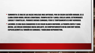 • TAMWORTH: ES UNA DE LAS RAZAS INGLESAS MAS ANTIGUAS. POR SU COLOR CASTAÑO DORADO, SE LE
LLAMA CERDO RUBIO, OREJAS LEVANTADAS, TROMPA RECTAY LARGA, CUELLO LARGO, EXTREMIDADES
LARGAS Y CUARTILLAS , PRODUCE BUENAS CAMADAS, PERO EL TEMPERAMENTO ES MUY NERVIOSO.
• LACOMBE: ES UNA RAZA CANADIENSE ES DE COLOR BLANCO UNIFORME, LATROMPA CORTA Y CARA
ANCHA, LAS OREJAS DIRIGIDAS HACIA ADELANTE, SU COMPORTAMIENTO NOHA SIDO MUY BUENO,
ESPECIELAEMNTE AL TAMAÑO DE CAMADAS, Y HABILIDAD REPRODUCTIVA.
 