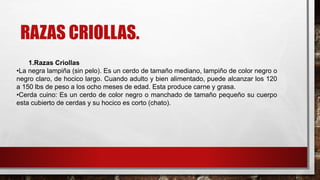RAZAS CRIOLLAS.
1.Razas Criollas
•La negra lampiña (sin pelo). Es un cerdo de tamaño mediano, lampiño de color negro o
negro claro, de hocico largo. Cuando adulto y bien alimentado, puede alcanzar los 120
a 150 lbs de peso a los ocho meses de edad. Esta produce carne y grasa.
•Cerda cuino: Es un cerdo de color negro o manchado de tamaño pequeño su cuerpo
esta cubierto de cerdas y su hocico es corto (chato).
 