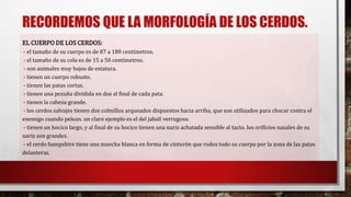 RECORDEMOS QUE LA MORFOLOGÍA DE LOS CERDOS.
EL CUERPO DE LOS CERDOS:
- el tamaño de su cuerpo es de 87 a 180 centímetros.
- el tamaño de su cola es de 15 a 50 centímetros.
- son animales muy bajos de estatura.
- tienen un cuerpo robusto.
- tienen las patas cortas.
- tienen una pezuña dividida en dos al final de cada pata.
- tienen la cabeza grande.
- los cerdos salvajes tienen dos colmillos arqueados dispuestos hacia arriba, que son utilizados para chocar contra el
enemigo cuando pelean. un claro ejemplo es el del jabalí verrugoso.
- tienen un hocico largo, y al final de su hocico tienen una nariz achatada sensible al tacto. los orificios nasales de su
nariz son grandes.
- el cerdo hampshire tiene una mancha blanca en forma de cinturón que rodea todo su cuerpo por la zona de las patas
delanteras.
 