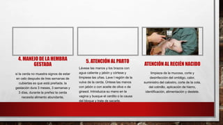 4. MANEJO DE LA HEMBRA
GESTADA
si la cerda no muestra signos de estar
en celo después de tres semanas de
cubiertas es que está preñada. la
gestación dura 3 meses, 3 semanas y
3 días, durante la preñez la cerda
necesita alimento abundante,
5. ATENCIÓN AL PARTO
Lávese las manos y los brazos con
agua caliente y jabón y córtese y
límpiese las uñas. Lave l región de la
vulva de la cerda. Úntese las manos
con jabón o con aceite de oliva o de
girasol. Introduzca su mano en la
vagina y busque el cerdito o la causa
del bloque y trate de sacarle.
ATENCIÓN AL RECIÉN NACIDO
limpieza de la mucosa, corte y
desinfección del ombligo, calor,
suministro del calostro, corte de la cola,
del colmillo, aplicación de hierro,
identificación, alimentación y destete.
 