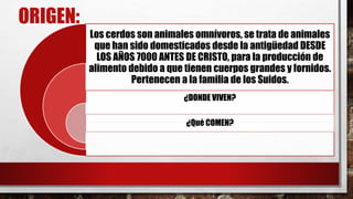 ORIGEN:
Los cerdos son animales omnívoros, se trata de animales
que han sido domesticados desde la antigüedad DESDE
LOS AÑOS 7000 ANTES DE CRISTO, para la producción de
alimento debido a que tienen cuerpos grandes y fornidos.
Pertenecen a la familia de los Suidos.
¿DONDE VIVEN?
¿Qué COMEN?
 