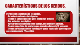 CARACTERÍSTICAS DE LOS CERDOS.
Pertenecen a la familia de los Suidos.
- Se trata de animales inteligentes.
- Tienen el sentido del oído y del olfato muy afinado.
- Son animales muy ágiles.
- A pesar del gran tamaño de su cuerpo, son animales veloces.
- Tienen un periodo de gestación de aproximadamente 16 semanas.
- Tienen aproximadamente 10 crías por parto, y cada año pueden parir
aproximadamente 22 cerditos.
 