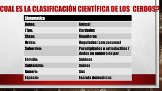 CUAL ES LA CLASIFICACIÓN CIENTÍFICA DE LOS CERDOS?
Sistematica
Reino: Animal
Tipo: Cordados
Clase: Mamiferos
Orden: Ungulados (con pesunas)
Suborden: Paradigitados o artiodactilos (
dedos en numero de par
Familia: Suideos
Subfamilia: Suinos
Genero: Sus
Especie: Escrofa domesticus
 