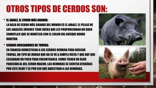 OTROS TIPOS DE CERDOS SON:
• EL JABALÍ, EL CERDO MÁS GRANDE:
LA RAZA DE CERDO MÁS GRANDE DEL MUNDO ES EL JABALÍ. EL PELAJE DE
LOS JABALÍES JÓVENES TIENE RAYAS QUE LES PROPORCIONAN UN BUEN
CAMUFLAJE QUE SE MIMETIZA CON EL COLOR DEL BOSQUE DONDE
HABITAN.
• CERDOS BUSCADORES DE TRUFAS:
EN FRANCIA DOMESTICAN A LOS CERDOS HEMBRA PARA BUSCAR
TRUFAS, UN TIPO DE HONGO QUE NO SE VE A SIMPLE VISTA Y QUE HAY QUE
ESCARBAR UN POCO PARA ENCONTRARLO. COMO TIENEN UN OLOR
PARECIDO AL DEL CERDO MACHO, LAS HEMBRAS SE SIENTEN ATRAÍDAS
POR ESTE OLOR Y ES POR ESO QUE ADIESTRAN A LAS HEMBRAS.
 