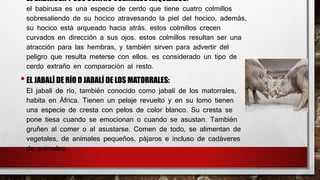 •EL BABIRUSA Y SUS CUATRO COLMILLOS ARQUEADOS:
el babirusa es una especie de cerdo que tiene cuatro colmillos
sobresaliendo de su hocico atravesando la piel del hocico, además,
su hocico está arqueado hacia atrás. estos colmillos crecen
curvados en dirección a sus ojos. estos colmillos resultan ser una
atracción para las hembras, y también sirven para advertir del
peligro que resulta meterse con ellos. es considerado un tipo de
cerdo extraño en comparación al resto.
•EL JABALÍ DE RÍO O JABALÍ DE LOS MATORRALES:
El jabalí de río, también conocido como jabalí de los matorrales,
habita en África. Tienen un pelaje revuelto y en su lomo tienen
una especie de cresta con pelos de color blanco. Su cresta se
pone tiesa cuando se emocionan o cuando se asustan. También
gruñen al comer o al asustarse. Comen de todo, se alimentan de
vegetales, de animales pequeños, pájaros e incluso de cadáveres
de animales.
 