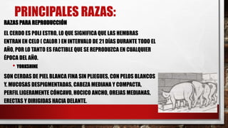 PRINCIPALES RAZAS:
RAZAS PARA REPRODUCCIÓN
EL CERDO ES POLI ESTRO, LO QUE SIGNIFICA QUE LAS HEMBRAS
ENTRAN EN CELO ( CALOR ) EN INTERVALO DE 21 DÍAS DURANTE TODO EL
AÑO, POR LO TANTO ES FACTIBLE QUE SE REPRODUZCA EN CUALQUIER
ÉPOCA DEL AÑO.
• YORKSHINE
SON CERDAS DE PIEL BLANCA FINA SIN PLIEGUES, CON PELOS BLANCOS
Y. MUCOSAS DESPIGMENTADAS, CABEZA MEDIANA Y COMPACTA,
PERFIL LIGERAMENTE CÓNCAVO, HOCICO ANCHO, OREJAS MEDIANAS,
ERECTAS Y DIRIGIDAS HACIA DELANTE.
 