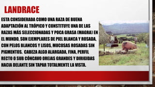 LANDRACE
ESTA CONSIDERADA COMO UNA RAZA DE BUENA
ADAPTACIÓN AL TRÓPICO Y CONSTITUYE UNA DE LAS
RAZAS MÁS SELECCIONADAS Y POCA GRASA (MAGRA) EN
EL MUNDO, SON EJEMPLARES DE PIEL BLANCA Y ROSADA,
CON PELOS BLANCOS Y LISOS, MUCOSAS ROSADAS SIN
PIGMENTOS. CABEZA ALGO ALARGADA, FINA, PERFIL
RECTO O SUB CÓNCAVO OREJAS GRANDES Y DIRIGIDAS
HACIA DELANTE SIN TAPAR TOTALMENTE LA VISTA.
 