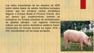 Los datos procedentes de los estudios de ADN
sobre restos óseos de cerdos neolíticos europeos
indican que los primeros cerdos domésticos
llegaron a Europa desde el Próximo Oriente. Aún
así, parece que, posteriormente, también se
produjeron en Europa procesos de domesticación
de jabalíes salvajes.3 Los registros históricos
indican que los cerdos domésticos asiáticos fueron
introducidos en Europa durante los siglos XVIII y
XIX, mezclándose con las razas europeas.
 