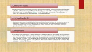 •El cerdo doméstico adulto tiene un cuerpo pesado y redondeado, hocico comparativamente largo
y flexible, patas cortas con pezuñas (cuatro dedos) y una cola corta. La piel, gruesa pero sensible,
está cubierta en parte de ásperas cerdas y exhibe una amplia variedad de colores y dibujos. A
pesar de su apariencia son animales ágiles, rápidos e inteligentes.
Características:
•Los cerdos desarrollan complejas estructuras sociales, y a las tres semanas de nacidos comienzan a
interactuar, jugando, con otros miembros de su comunidad. Es durante esta época cuando los
cerdos desarrollan lazos sociales más fuertes con ciertos miembros de su comunidad, lazos que
prevalecerán lo que dure su existencia.
comportamiento
•Los cerdos están adaptados a climas templados y semitropicales y se encuentran en muchas zonas
del mundo. En el año 2001 los principales países en cuanto al número de animales eran China, con
454 millones de cerdos; Estados Unidos, con 59 millones; Brasil, con 29 millones; Alemania, con más
de 25 millones, y España, con 23 millones. A continuación se encontraban, en orden descendente,
Vietnam, México, India, Polonia, Rusia, y Francia. A escala mundial, la población de cerdos en 2001
alcanzaba casi los 923 millones.
Distribución
 