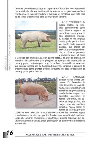 PRODUCCIÓN DE CERDOS 
jamones poco desarrollados en la parte más baja. Sus ventajas son la 
rusticidad y la efi ciencia alimenticia; en cruces proporciona mediana 
resistencia en las extremidades; además se considera que esta raza 
es de lento crecimiento pero de muy buen tamaño. 
2.1.2. YORKSHIRE: De 
origen inglés, es cono-cida 
un animal largo y ancho 
su cabeza es de longitud 
MANUAL DE PORCICULTURA 16 MÓDULO 1 
y la grupa son musculosos, con buena alzada; su piel es blanca, sin 
manchas, la cual es fi na y sin pliegues; es apto para la producción de 
carne y grasa; bastante precoz y con un buen desarrollo esquelético. 
Sus puntos fuertes son su habilidad materna, longitud y rapidez de 
crecimiento; como puntos débiles presenta su poca producción de 
carne y patas poco fuertes. 
2.1.3. LANDRACE: 
Existen varias líneas Lan-drace. 
es superior a la 
rendimiento magro; son 
longitud, fi nas y caídas en 
forma de viseras, pero sin 
cubrir los ojos; de color blanco siendo comunes las manchas negras 
o azuladas en la piel; sus puntos fuertes son su habilidad materna, 
longitud, jamones musculosos y cuadrados; puntos negativos sus pa-tas 
relativamente cortas, poca producción de carne y baja efi ciencia 
alimenticia. 
comúnmente como 
raza blanca inglesa; es 
con apariencia maciza, 
media y de perfi l cónca-vo, 
cuello corto con poca 
papada, sus orejas son 
erectas y de longitud me-dia; 
su tórax es profundo 
y ancho; la cruz, el dorso 
En Colombia la 
más difundida es la de Di-namarca; 
Yorkshire en precocidad y 
animales alargados en 
forma uniforme, su ca-beza 
es larga y fi na, sus 
orejas son de mediana 
 