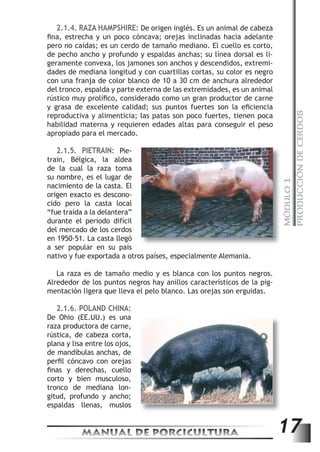MÓDULO 1 
PRODUCCIÓN DE CERDOS 
2.1.4. RAZA HAMPSHIRE: De origen inglés. Es un animal de cabeza 
fi na, estrecha y un poco cóncava; orejas inclinadas hacia adelante 
pero no caídas; es un cerdo de tamaño mediano. El cuello es corto, 
de pecho ancho y profundo y espaldas anchas; su línea dorsal es li-geramente 
convexa, los jamones son anchos y descendidos, extremi-dades 
de mediana longitud y con cuartillas cortas, su color es negro 
con una franja de color blanco de 10 a 30 cm de anchura alrededor 
del tronco, espalda y parte externa de las extremidades, es un animal 
rústico muy prolífi co, considerado como un gran productor de carne 
y grasa de excelente calidad; sus puntos fuertes son la efi ciencia 
reproductiva y alimenticia; las patas son poco fuertes, tienen poca 
habilidad materna y requieren edades altas para conseguir el peso 
apropiado para el mercado. 
2.1.5. PIETRAIN: Pie-train, 
Bélgica, la aldea 
de la cual la raza toma 
su nombre, es el lugar de 
nacimiento de la casta. El 
origen exacto es descono-cido 
pero la casta local 
“fue traída a la delantera” 
durante el período difícil 
del mercado de los cerdos 
en 1950-51. La casta llegó 
a ser popular en su país 
nativo y fue exportada a otros países, especialmente Alemania. 
La raza es de tamaño medio y es blanca con los puntos negros. 
Alrededor de los puntos negros hay anillos característicos de la pig-mentación 
ligera que lleva el pelo blanco. Las orejas son erguidas. 
2.1.6. POLAND CHINA: 
De Ohio (EE.UU.) es una 
raza productora de carne, 
rústica, de cabeza corta, 
plana y lisa entre los ojos, 
de mandíbulas anchas, de 
perfi l cóncavo con orejas 
fi nas y derechas, cuello 
corto y bien musculoso, 
tronco de mediana lon-gitud, 
profundo y ancho; 
espaldas llenas, muslos 
MANUAL DE PORCICULTURA 17 
 