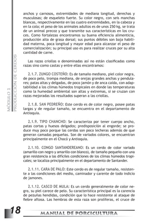 PRODUCCIÓN DE CERDOS 
anchos y carnosos, extremidades de mediana longitud, derechas y 
musculosas; de esqueleto fuerte. Su color negro, con seis manchas 
blancas, respectivamente en las cuatro extremidades, en la cabeza y 
en la cola; el peso de los animales adultos es de unos 250 kg, se trata 
de un animal precoz y que transmite sus características en los cru-ces. 
Como fortalezas encontramos su buena eficiencia alimenticia, 
producción alta de grasa dorsal; sus puntos débiles son baja habili-dad 
materna, poca longitud y mayor edad para alcanzar el peso de 
comercialización; su principal uso es para realizar cruces por su alta 
cantidad de carne. 
Las razas criollas o denominadas así no están clasificadas como 
razas sino como castas y entre ellas encontramos: 
2.1.7. ZUNGO COSTEÑO: Es de tamaño mediano, piel color negra, 
de poco pelo, trompa mediana, de orejas grandes anchas y pendula-res; 
patas altas y delgadas, de poco jamón y de anca caída, con adap-tabilidad 
a los climas húmedos tropicales en donde las temperaturas 
MANUAL DE PORCICULTURA 18 MÓDULO 1 
como la humedad ambiental son altas y extremas, si se cruzan con 
razas mejoradas los resultados superan a las criollas. 
2.1.8. SAN PEDREÑO: Este cerdo es de color negro, posee patas 
largas y de regular tamaño, se encuentra en el departamento de 
Antioquia. 
2.1.9. TIPO CHANCHO: Se caracteriza por tener cuerpo ancho, 
patas cortas y huesos delgados; predisposición al engorde; se pro-duce 
muy poco porque las cerdas son poco lecheras además de que 
generan camadas pequeñas. Son de variados colores, se encuentran 
principalmente en el Chocó y Antioquia. 
2.1.10. CONGO SANTANDEREANO: Es un cerdo de color variado 
(amarillo con negro y amarillo con blanco), de tamaño pequeño con una 
gran resistencia a las difíciles condiciones de los climas húmedos tropi-cales; 
se localiza principalmente en el departamento de Santander. 
2.1.11. CARA DE PALO: Este cerdo es de regular tamaño, resisten-te 
a las condiciones del medio, caminador y carente de todo indicio 
de jamones. 
2.1.12. CASCO DE MULA: Es un cerdo generalmente de color ne-gro, 
su piel carece de pelo. Su característica principal es la carencia 
de pezuñas hendidas, condición que lo hace resistente al ataque de 
fiebre aftosa. Las hembras de esta raza son prolíferas, el cruce de 
 
